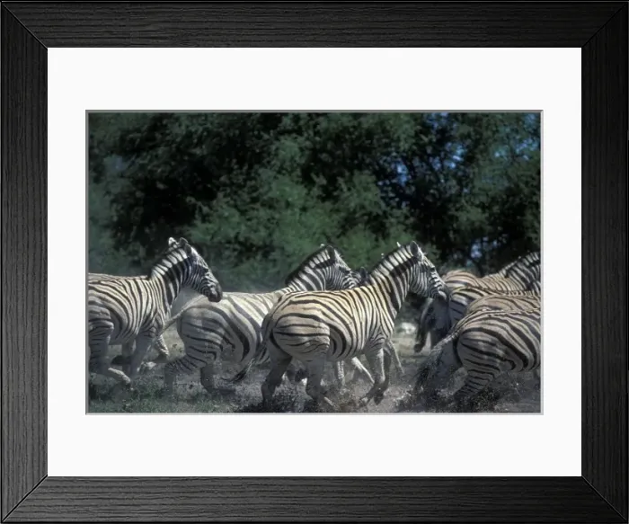 Framed Print : Namibia, Etosha National Park, Plains Zebra herd (Equus burchelli) run in water hole