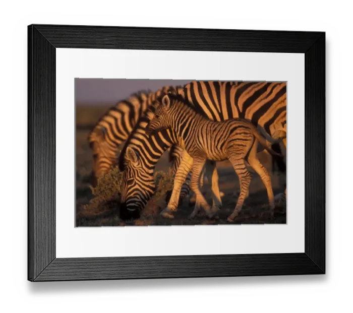 Framed Print : Namibia, Etosha National Park, Young Plains Zebra (Equus burchelli) at sunset Framed Print : Namibia, Etosha National Park, Young Plains Zebra (Equus burchelli) at sunset