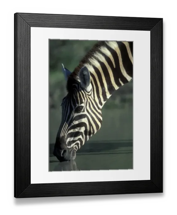 Framed Print : Namibia, Etosha National Park, Plains Zebra (Equus burchelli) drinks at water hole