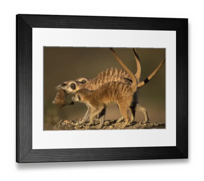 Framed Print : Africa, Namibia, Keetmanshoop, Meerkat (Suricate suricatta) carries infant in her