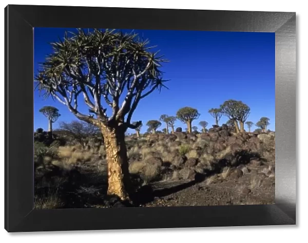 Africa, Namibia, Keetmanshoop, Setting sun lights Quiver Tree (Aloe dichotoma) in Kokerboomwoud