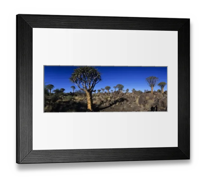 Framed Print : Africa, Namibia, Keetmanshoop, Setting sun lights Quiver Tree (Aloe dichotoma) in Kokerboomwoud Framed Print : Africa, Namibia, Keetmanshoop, Setting sun lights Quiver Tree (Aloe dichotoma) in Kokerboomwoud