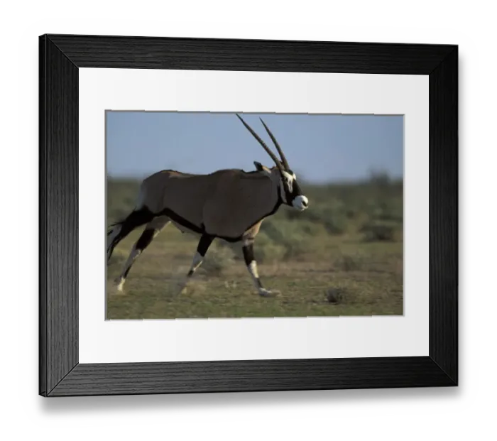 Framed Print : Namibia, Etosha National Park, Adult Gemsbok (Oryx gazella) running on flat plains