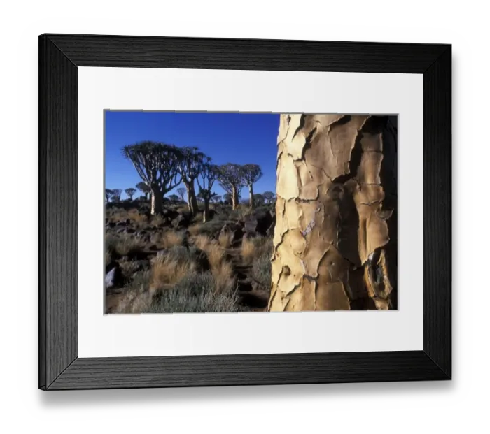 Framed Print : Africa, Namibia, Keetmanshoop, Afternoon sun lights Quiver Tree (Aloe dichotoma) in Kokerboomwoud Framed Print : Africa, Namibia, Keetmanshoop, Afternoon sun lights Quiver Tree (Aloe dichotoma) in Kokerboomwoud