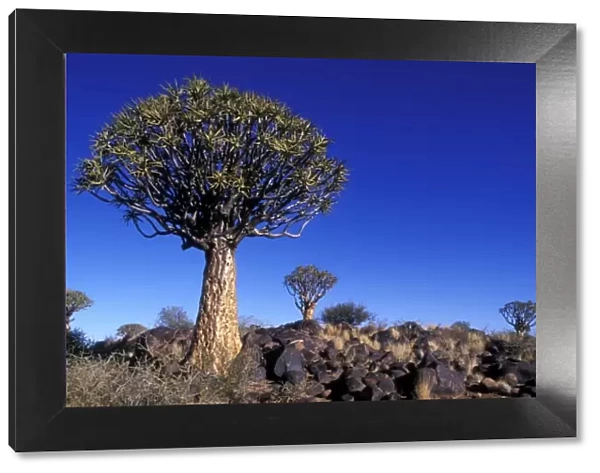 Africa, Namibia, Keetmanshoop, Afternoon sun lights Quiver Tree (Aloe dichotoma) in Kokerboomwoud