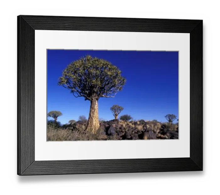 Framed Print : Africa, Namibia, Keetmanshoop, Afternoon sun lights Quiver Tree (Aloe dichotoma) in Kokerboomwoud Framed Print : Africa, Namibia, Keetmanshoop, Afternoon sun lights Quiver Tree (Aloe dichotoma) in Kokerboomwoud