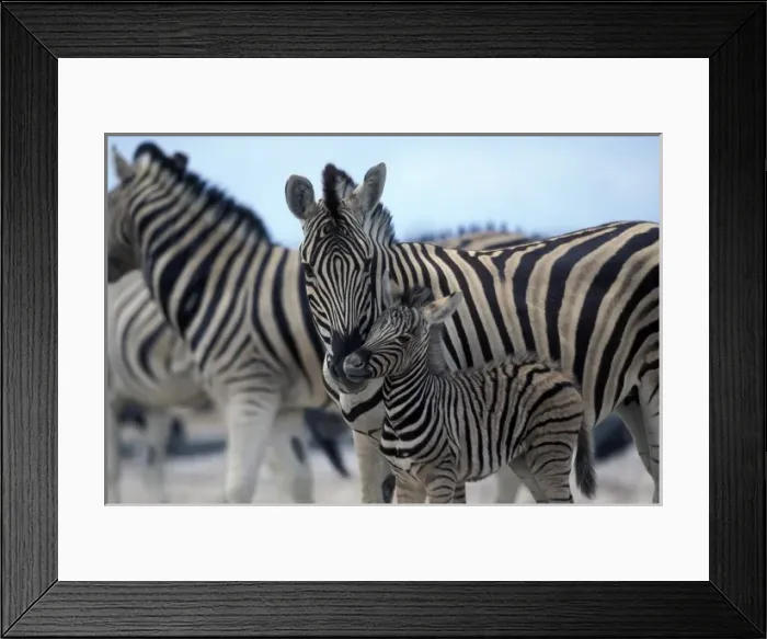 Framed Print : Namibia, Etosha National Park, Zebra herd gathers on salt pan by water hole Framed Print : Namibia, Etosha National Park, Zebra herd gathers on salt pan by water hole