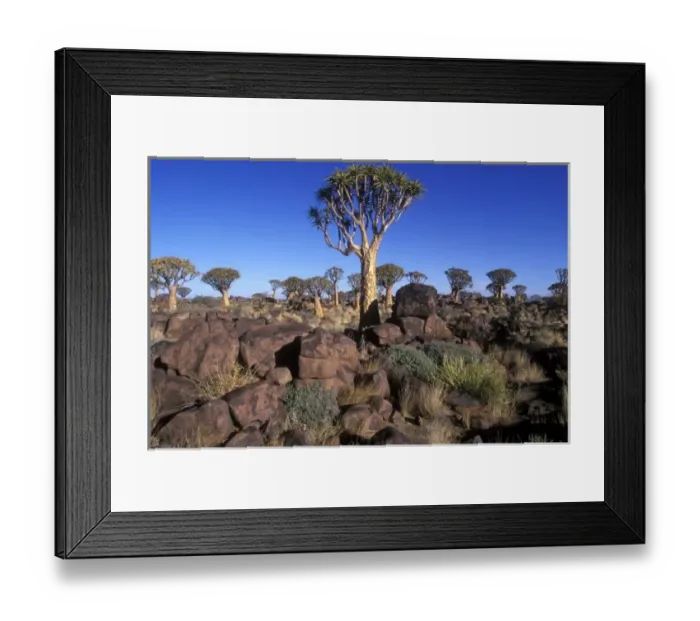Framed Print : Africa, Namibia, Keetmanshoop, Afternoon sun lights Quiver Tree (Aloe dichotoma) in Kokerboomwoud Framed Print : Africa, Namibia, Keetmanshoop, Afternoon sun lights Quiver Tree (Aloe dichotoma) in Kokerboomwoud