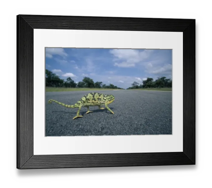 Framed Print : Namibia, Caprivi Strip, Flap-necked Chameleon (Chamaeleo dilepis) runs across road Framed Print : Namibia, Caprivi Strip, Flap-necked Chameleon (Chamaeleo dilepis) runs across road
