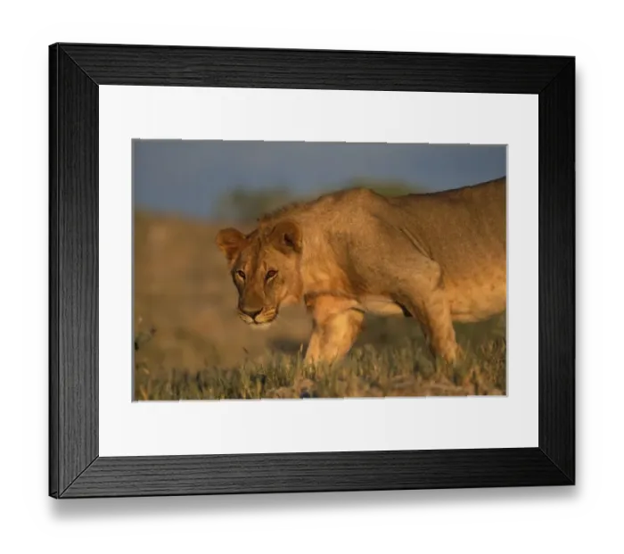 Framed Print : Namibia, Etosha National Park, Female Lion (Panthera leo) walks over sand dunes Framed Print : Namibia, Etosha National Park, Female Lion (Panthera leo) walks over sand dunes