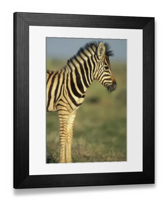 Framed Print : Africa, Namibia Framed Print : Africa, Namibia