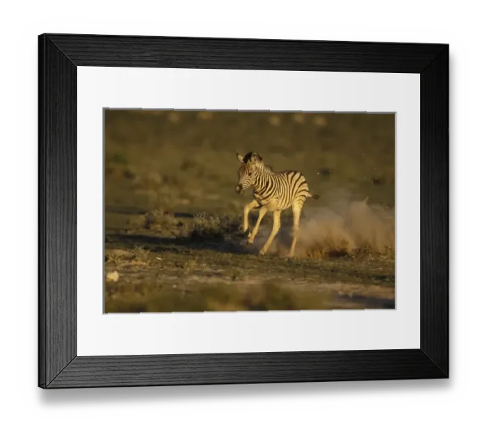 Framed Print : Namibia, Etosha National Park, Running young Plains Zebra (Equus burchelli)