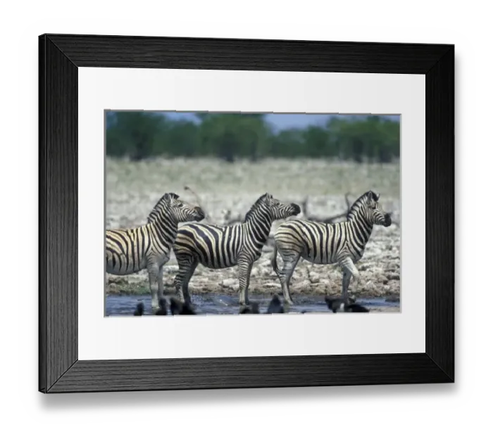 Framed Print : Namibia, Etosha National Park, Herd of Plains Zebra (Equus burchelli) stand at water hole Framed Print : Namibia, Etosha National Park, Herd of Plains Zebra (Equus burchelli) stand at water hole