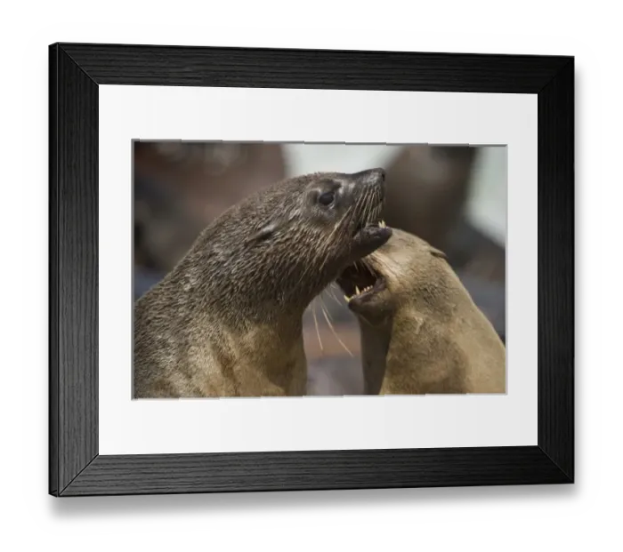 Framed Print : Namibia, Cape Cross Seal Reserve. Southern Fur Seals (Arctocephalus pusillus) fighting Framed Print : Namibia, Cape Cross Seal Reserve. Southern Fur Seals (Arctocephalus pusillus) fighting