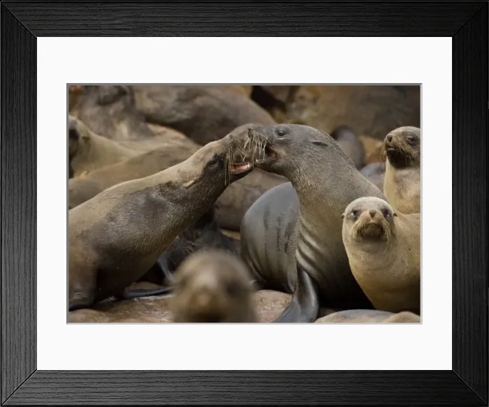 Framed Print : Namibia, Cape Cross Seal Reserve. Southern Fur Seals (Arctocephalus pusillus) sparring Framed Print : Namibia, Cape Cross Seal Reserve. Southern Fur Seals (Arctocephalus pusillus) sparring