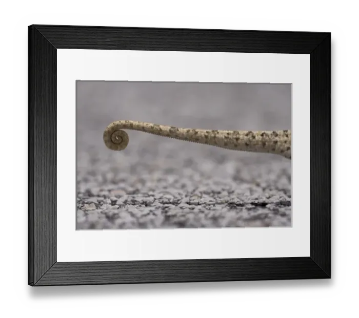 Framed Print : Namibia, Caprivi Strip. Detail of tail of Flap Necked Chameleon (Chamaeleo dilepis) Framed Print : Namibia, Caprivi Strip. Detail of tail of Flap Necked Chameleon (Chamaeleo dilepis)