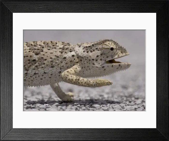 Framed Print : Namibia, Caprivi Strip. Flap Necked Chameleon (Chamaeleo dilepis) walking across highway Framed Print : Namibia, Caprivi Strip. Flap Necked Chameleon (Chamaeleo dilepis) walking across highway