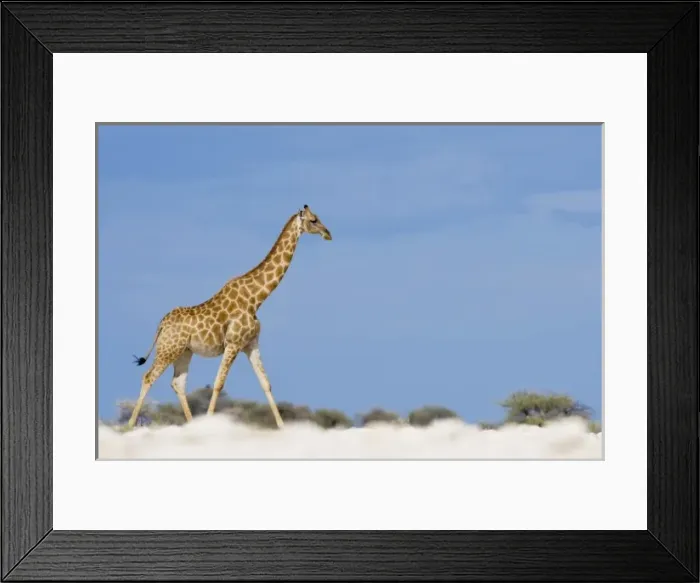 Framed Print : Namibia, Etosha National Park. Giraffe (Giraffa camelopardalis) walking through flat