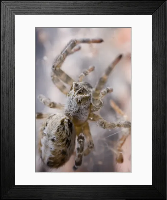 Framed Print : Africa, Namibia
