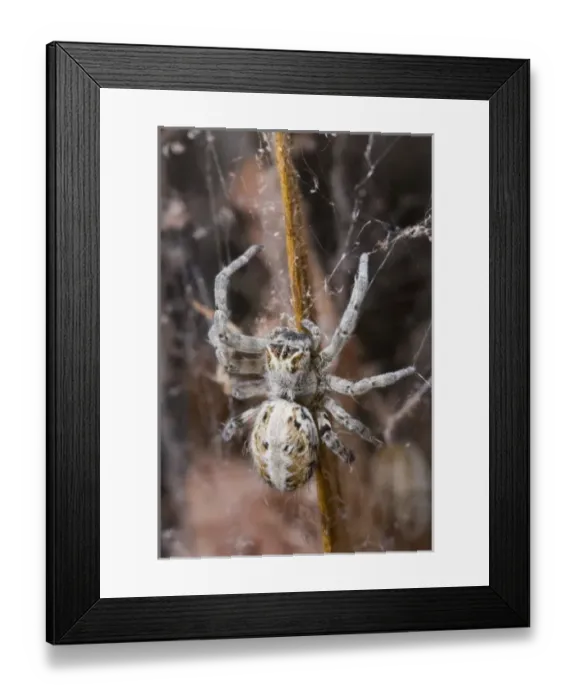 Framed Print : Namibia, Etosha National Park. Macro close-up of spider feeding on moth captured