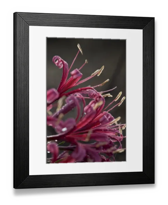 Framed Print : Namibia, Etosha National Park. Macro detail of pink wildflowers during rainy season