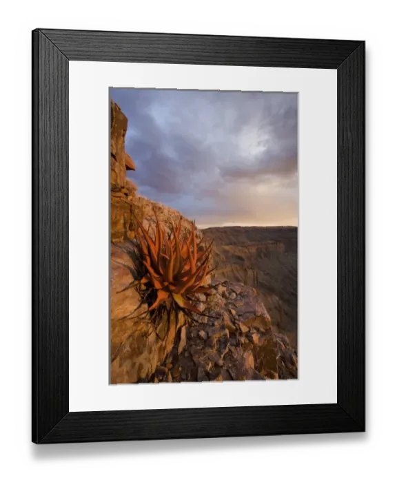 Framed Print : Namibia, Fish River Canyon National Park, Hardy desert plants on rocky slopes above