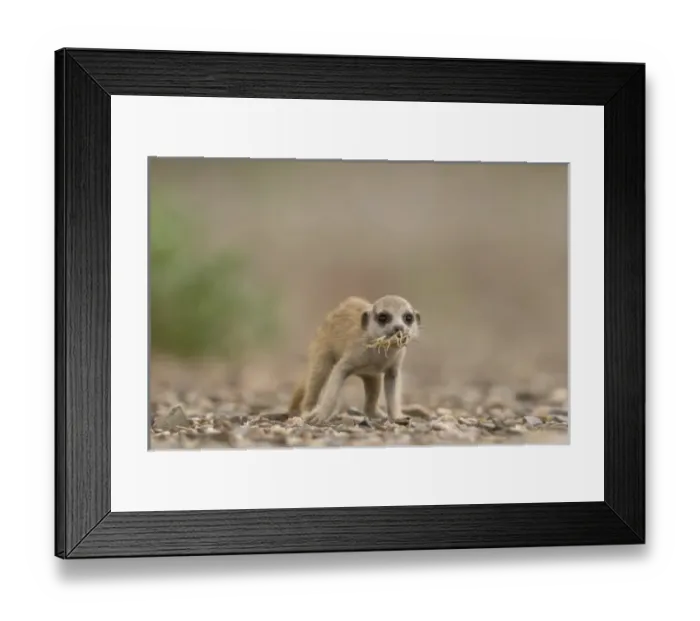 Framed Print : Africa, Namibia Framed Print : Africa, Namibia