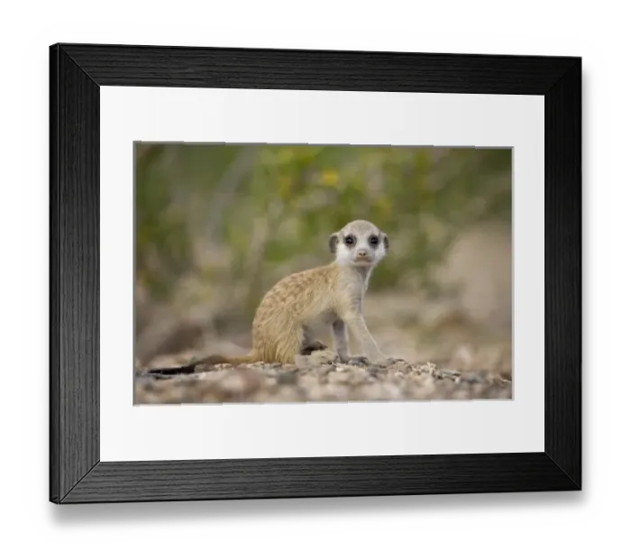 Framed Print : Africa, Namibia Framed Print : Africa, Namibia