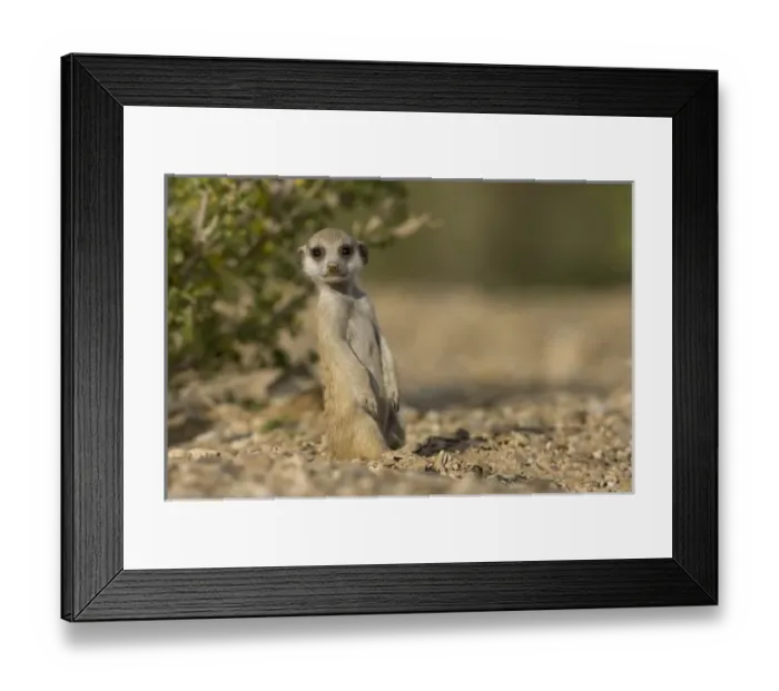 Framed Print : Africa, Namibia