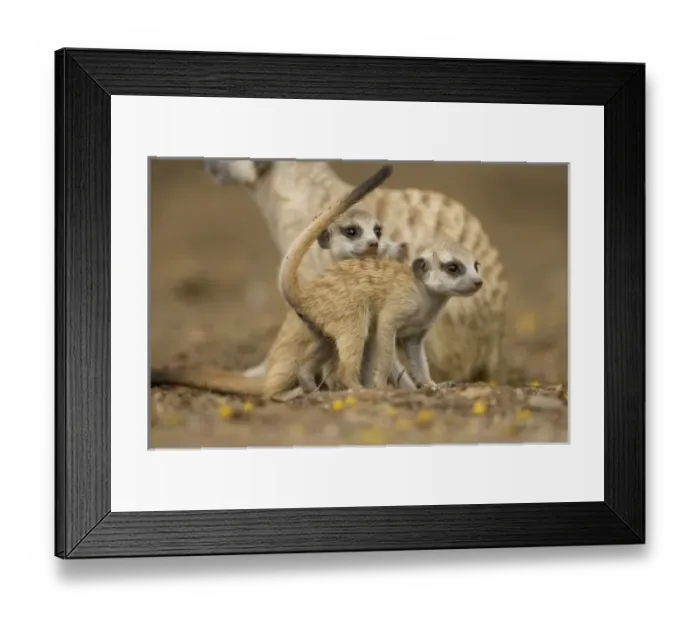 Framed Print : Namibia, Keetmanshoop, Meerkat Pups (Suricate suricatta) standing together while