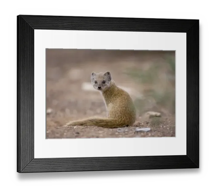 Framed Print : Africa, Namibia Framed Print : Africa, Namibia