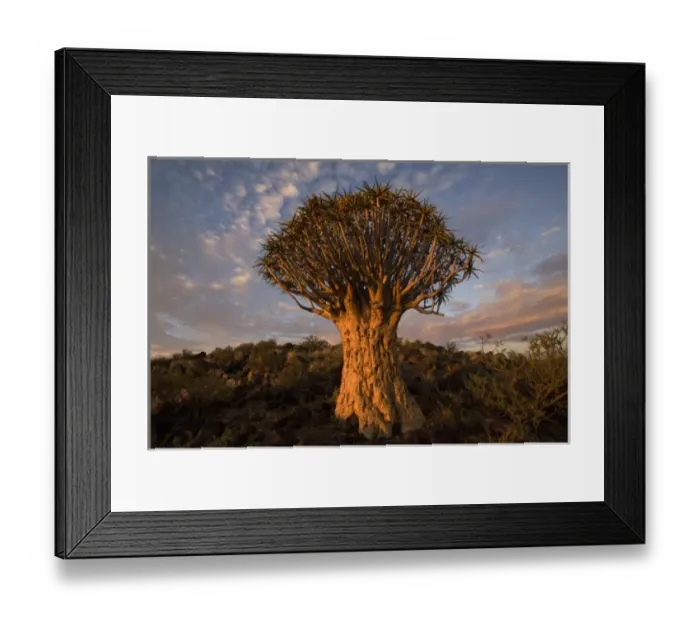 Framed Print : Namibia, Keetmanshoop, Quiver Tree (Aloe dichotoma) in Kokerboomwoud (Quiver Tree