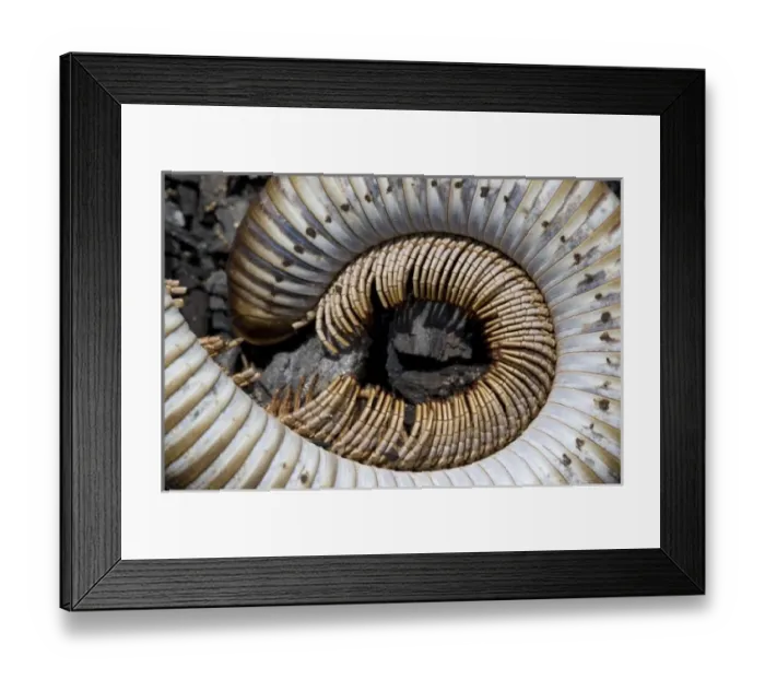 Framed Print : Namibia, Omaruru, Skeleton of large centipede in desert Framed Print : Namibia, Omaruru, Skeleton of large centipede in desert