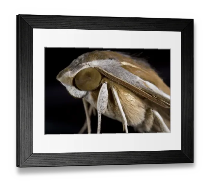 Framed Print : Namibia, Namib Naukluft National Park, Macro close-up of Emperor Moth in Namib Desert