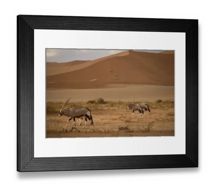 Framed Print : Namibia, Namib Naukluft National Park, Oryx (Gemsbok) (Oryx gazella) walking through Framed Print : Namibia, Namib Naukluft National Park, Oryx (Gemsbok) (Oryx gazella) walking through