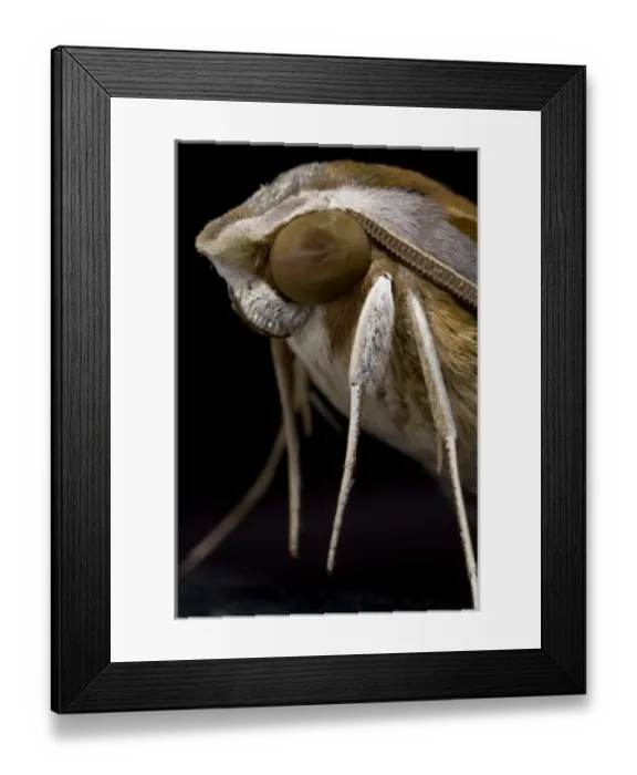 Framed Print : Namibia, Namib Naukluft National Park, Macro close-up of Emperor Moth in Namib Desert Framed Print : Namibia, Namib Naukluft National Park, Macro close-up of Emperor Moth in Namib Desert
