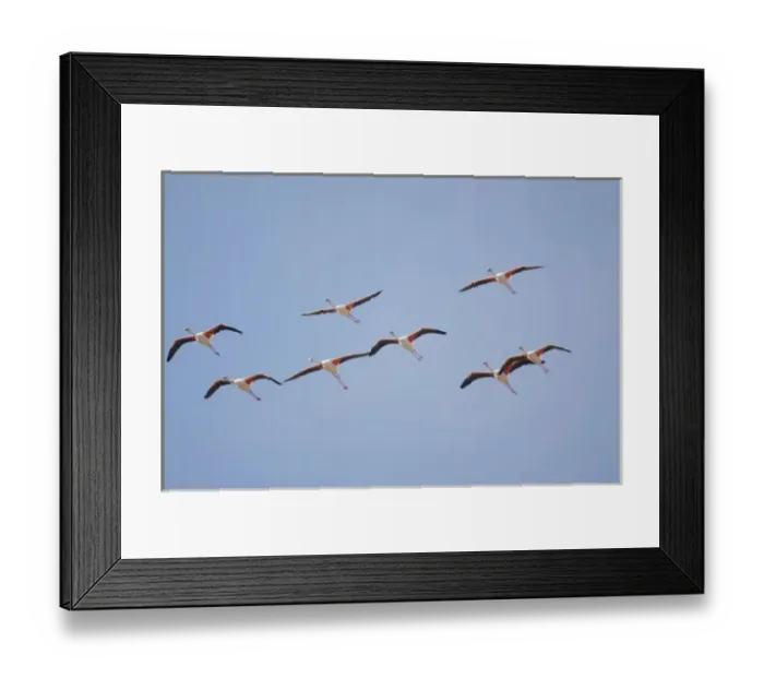 Framed Print : Namibia, Skeleton Coast Wilderness, Flock of Lesser Flamingoes (Phoeniconaias minor)