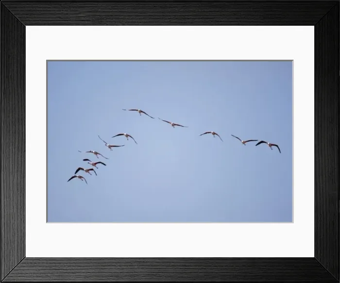 Framed Print : Namibia, Skeleton Coast Wilderness, Flock of Lesser Flamingoes (Phoeniconaias minor)