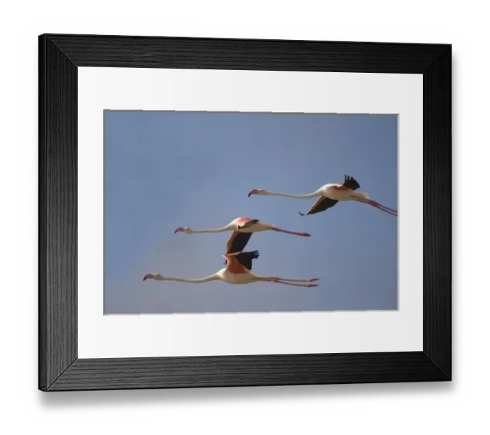 Framed Print : Namibia, Skeleton Coast Wilderness, Flock of Lesser Flamingoes (Phoeniconaias minor) Framed Print : Namibia, Skeleton Coast Wilderness, Flock of Lesser Flamingoes (Phoeniconaias minor)