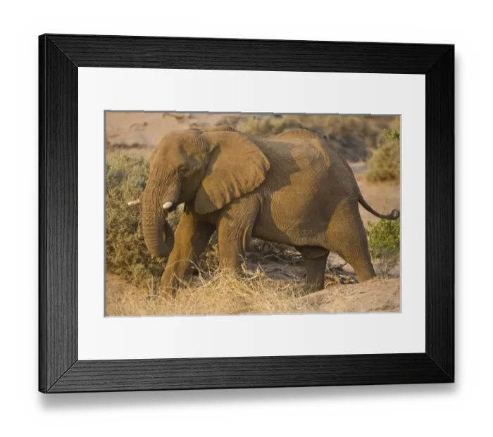 Framed Print : The rare Desert Elephant in Damaraland, Namibia Framed Print : The rare Desert Elephant in Damaraland, Namibia