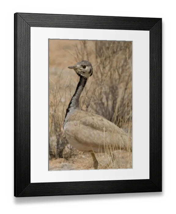 Framed Print : Africa, Namibia Framed Print : Africa, Namibia