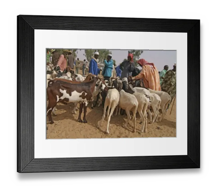 Framed Print : Niger, Boubon, sheep farmer selling goats at the market Framed Print : Niger, Boubon, sheep farmer selling goats at the market