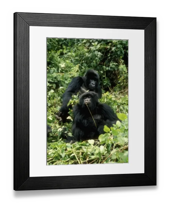 Framed Print : Rwanda, Two mountain Gorillas ( Gorilla gorilla beringei ), one chewing on a vine, March Framed Print : Rwanda, Two mountain Gorillas ( Gorilla gorilla beringei ), one chewing on a vine, March