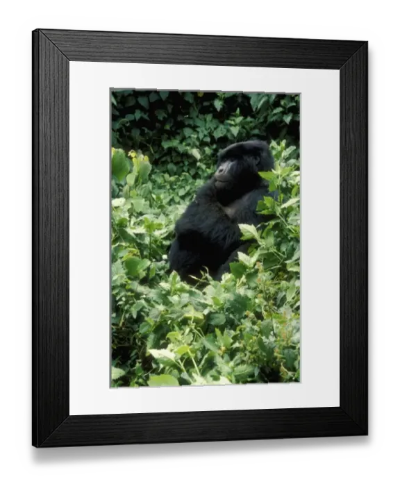 Framed Print : Rwanda, Mikono, mountain gorilla ( Gorilla gorilla beringei), March Framed Print : Rwanda, Mikono, mountain gorilla ( Gorilla gorilla beringei), March