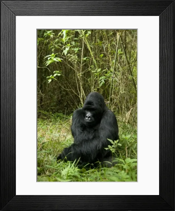 Framed Print : Mountain Gorilla, Gorilla beringei (formerly G. g. beringei), Hirwa Group, Volcanoes National Park Framed Print : Mountain Gorilla, Gorilla beringei (formerly G. g. beringei), Hirwa Group, Volcanoes National Park