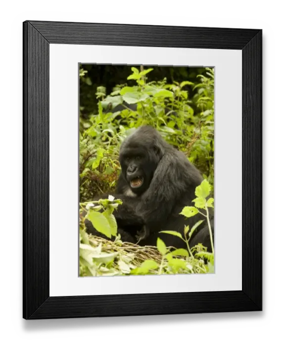 Framed Print : Africa, Rwanda