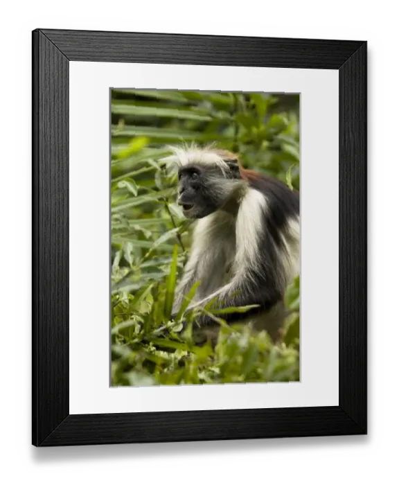 Framed Print : Africa, Rwanda Framed Print : Africa, Rwanda