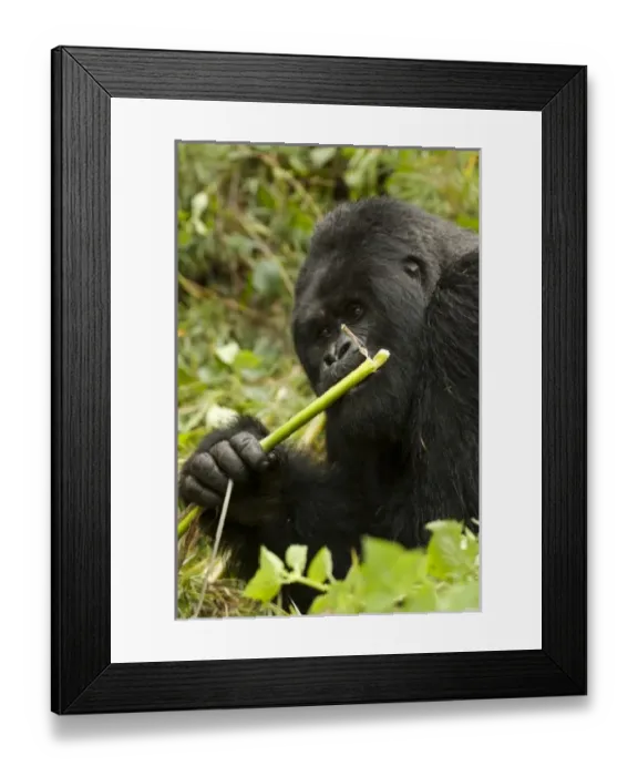 Framed Print : Africa, Rwanda