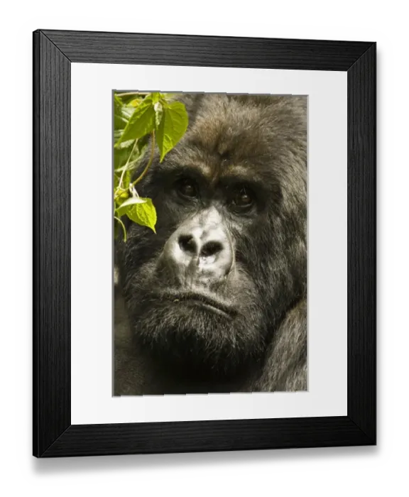 Framed Print : Africa, Rwanda Framed Print : Africa, Rwanda