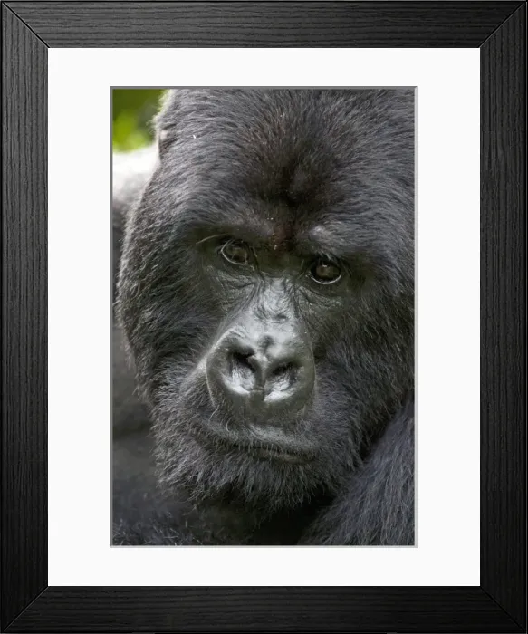Framed Print : Volcanoes NP, Rwanda, Mountain Gorillas, Gorilla beringei beringei, Portrait